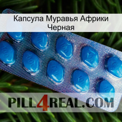 Капсула Муравья Африки Черная viagra1